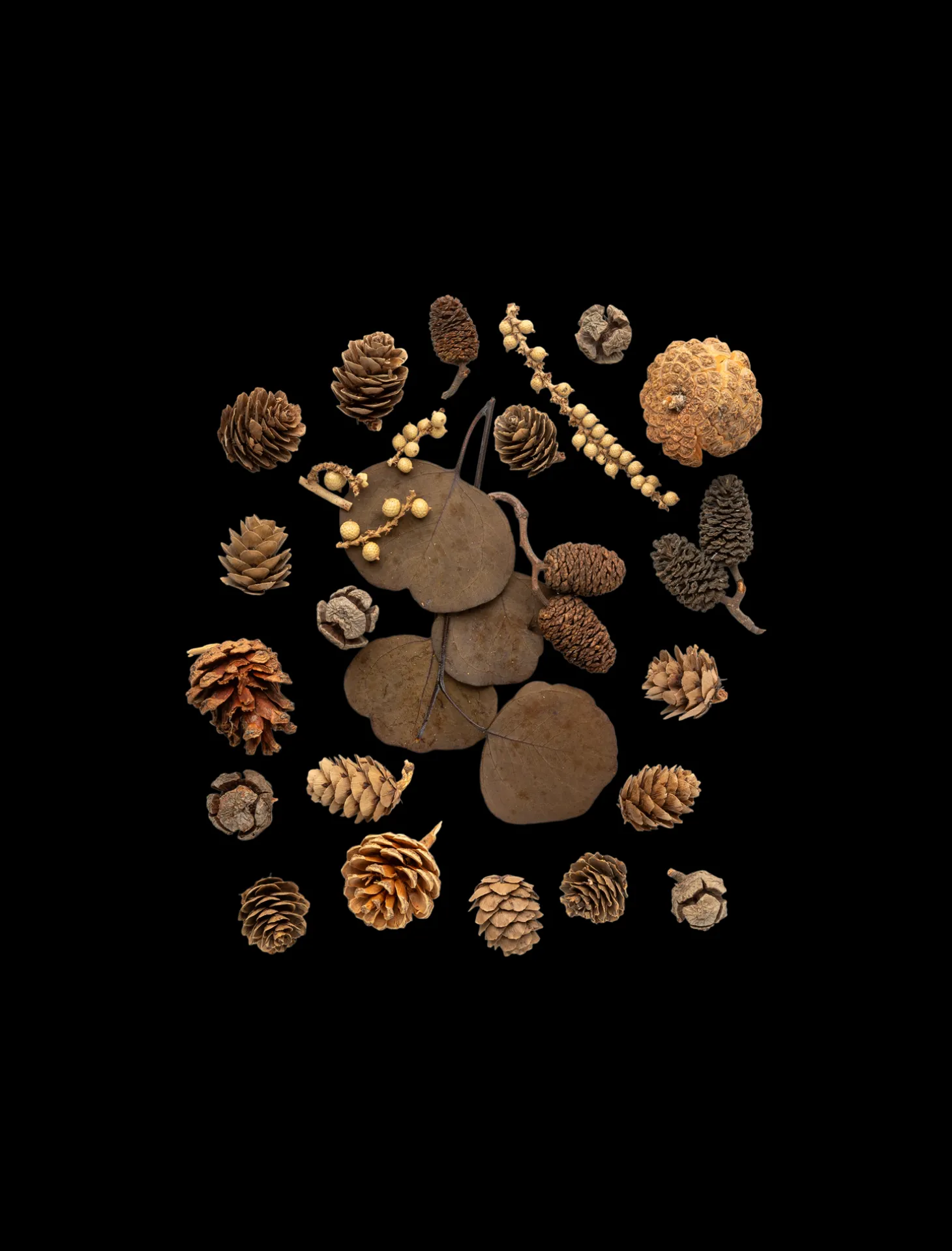 Assorterte Naturlige Dekorasjoner