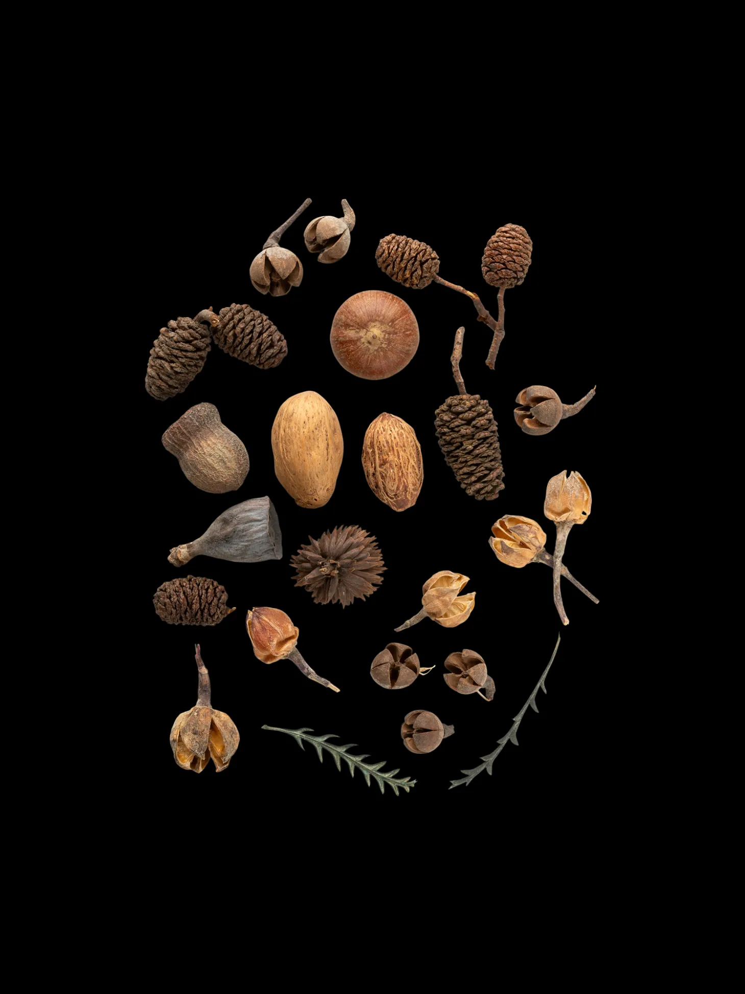 Assorterte Naturlige Dekorasjoner
