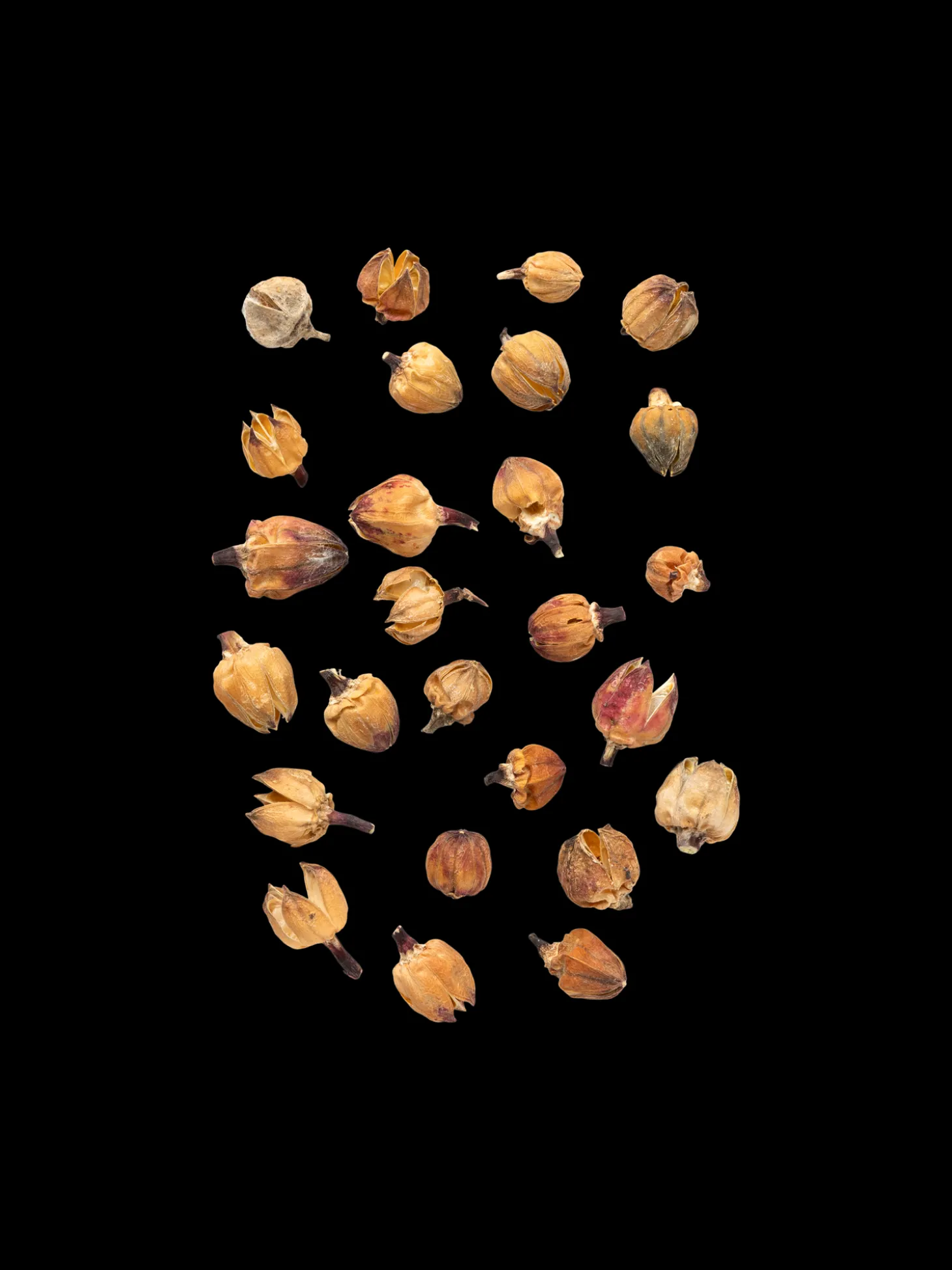 Dekorative Blomsterhoder
