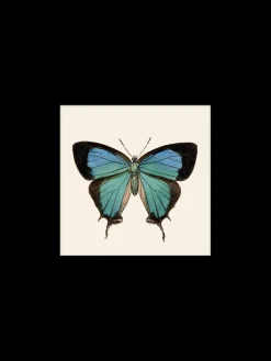 Plakat 24 X 24 Cm