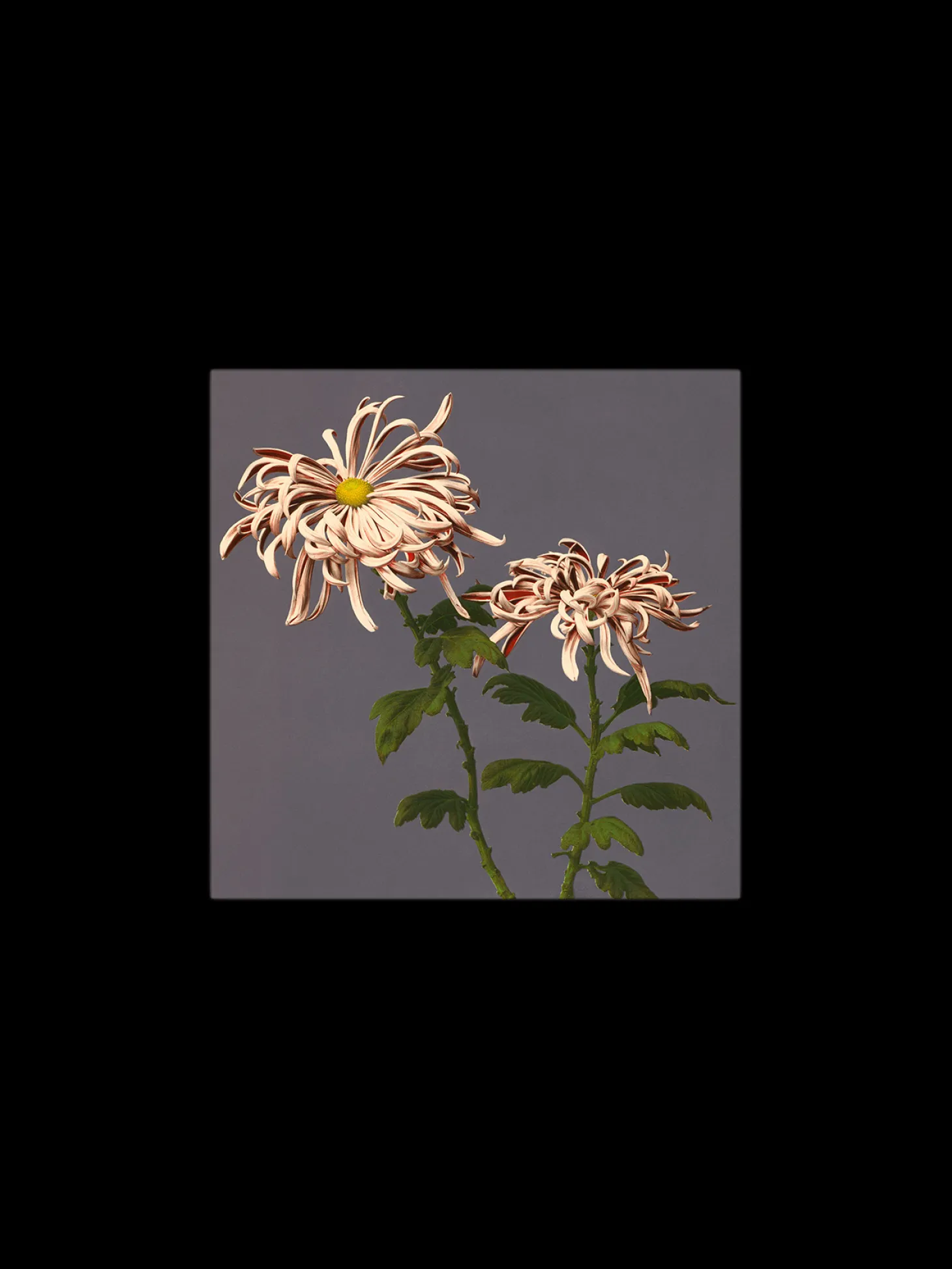 Plakat 24 X 24 Cm