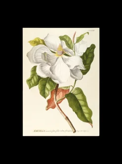 Plakat 50 X 70 Cm