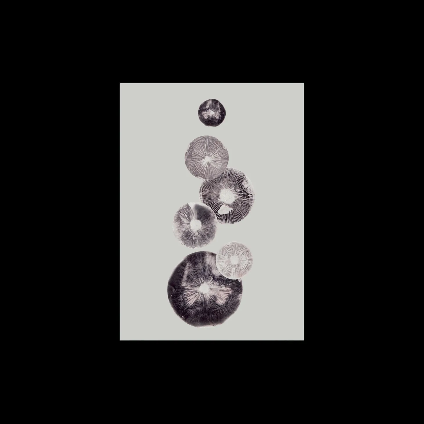 Plakat Mushroom – 4 Grey 40 X 50 Cm